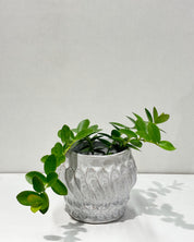 Hoya cumingiana
