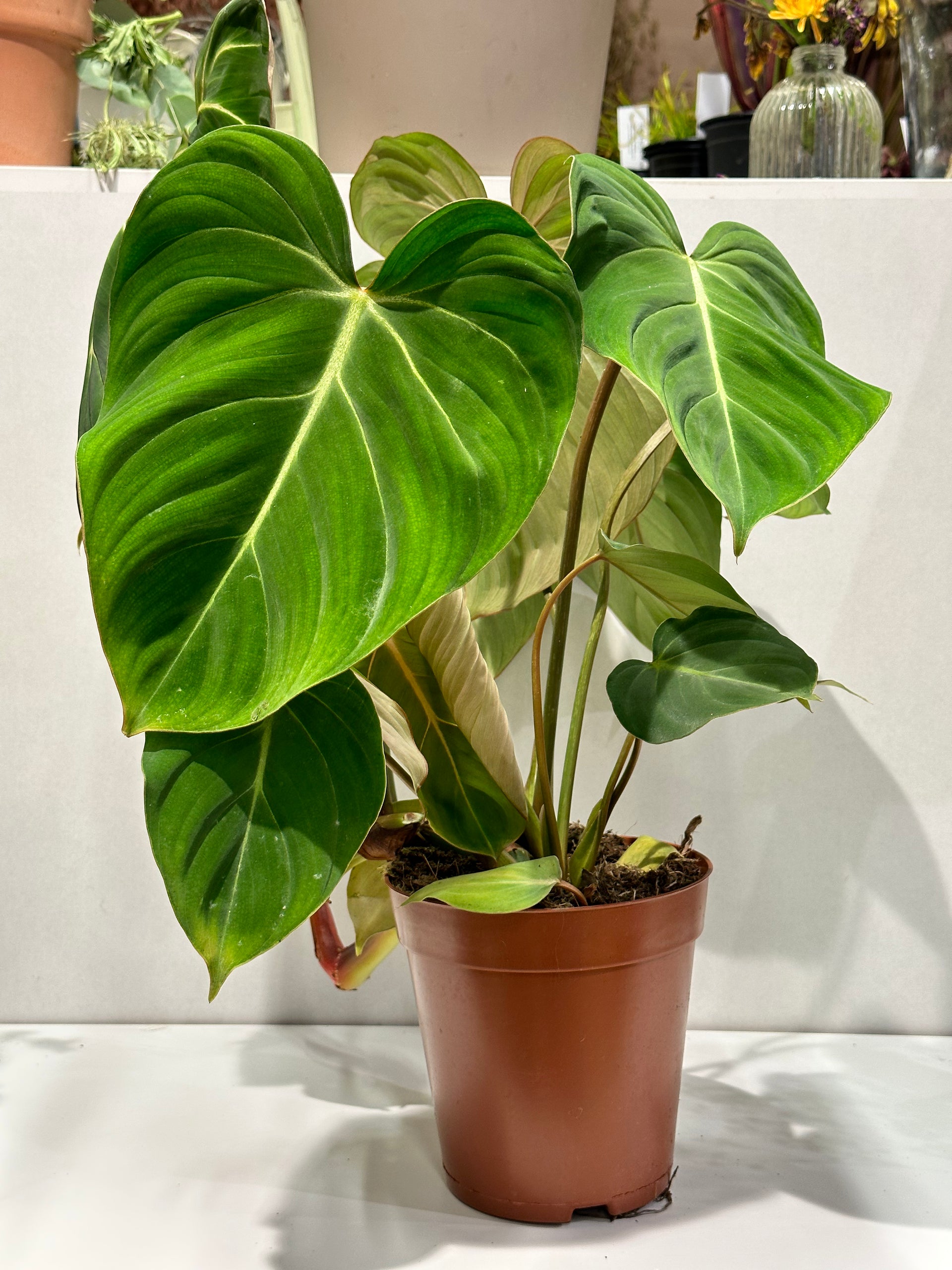 Philodendron gloriosum – The Every Space