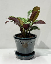Never Never Plant (Ctenanthe burle-marxii)