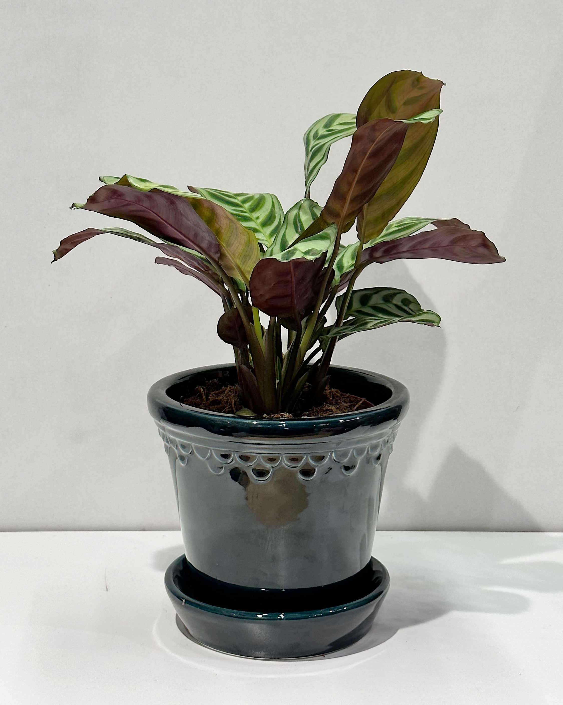 Never Never Plant (Ctenanthe burle-marxii)