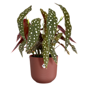 Jazz Round Pot in Recycled Plastic