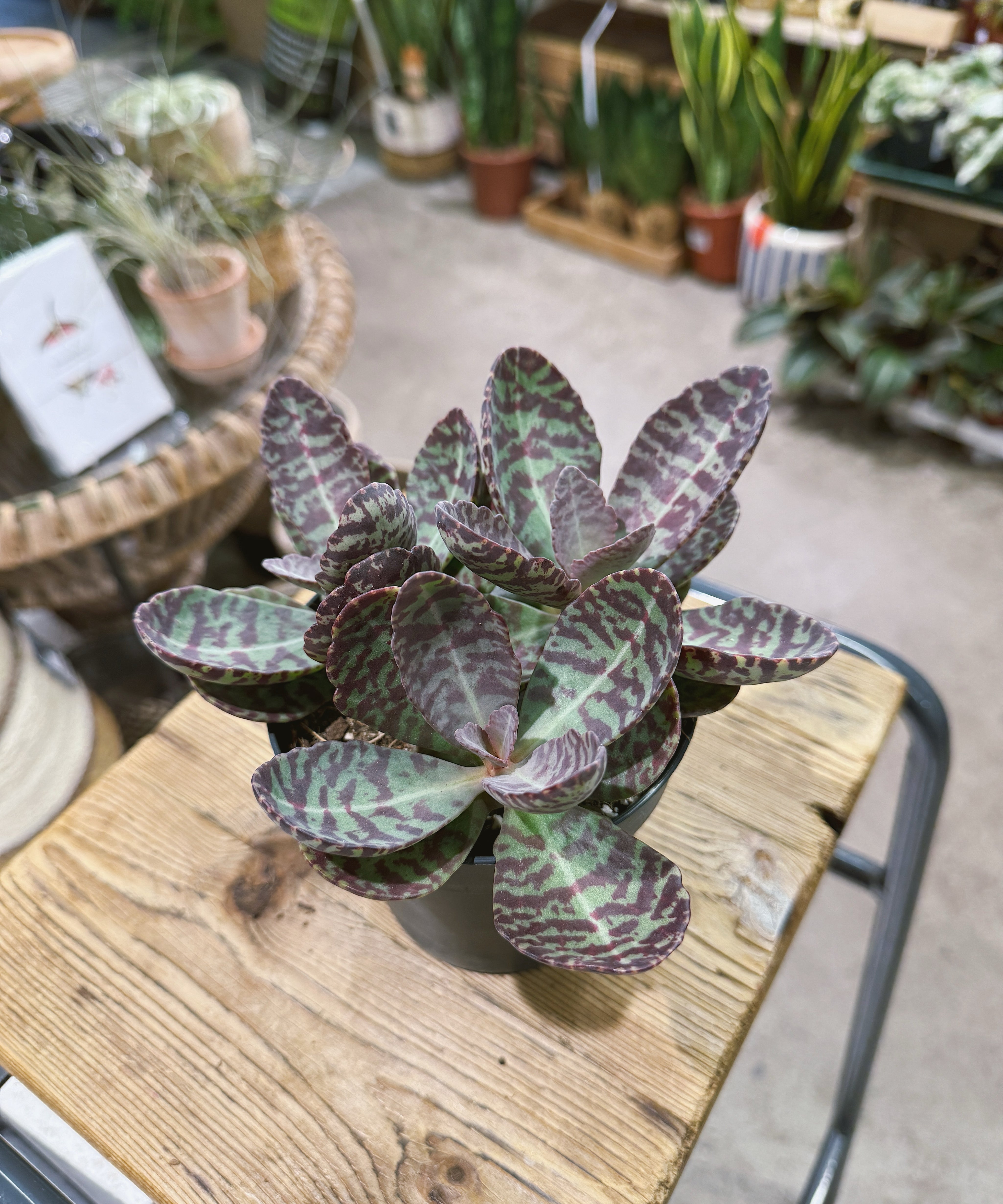kalanchoemarimorosa.jpg