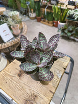Kalanchoe Humilis | 'Marmo Rosa' striped succulent with plum markings