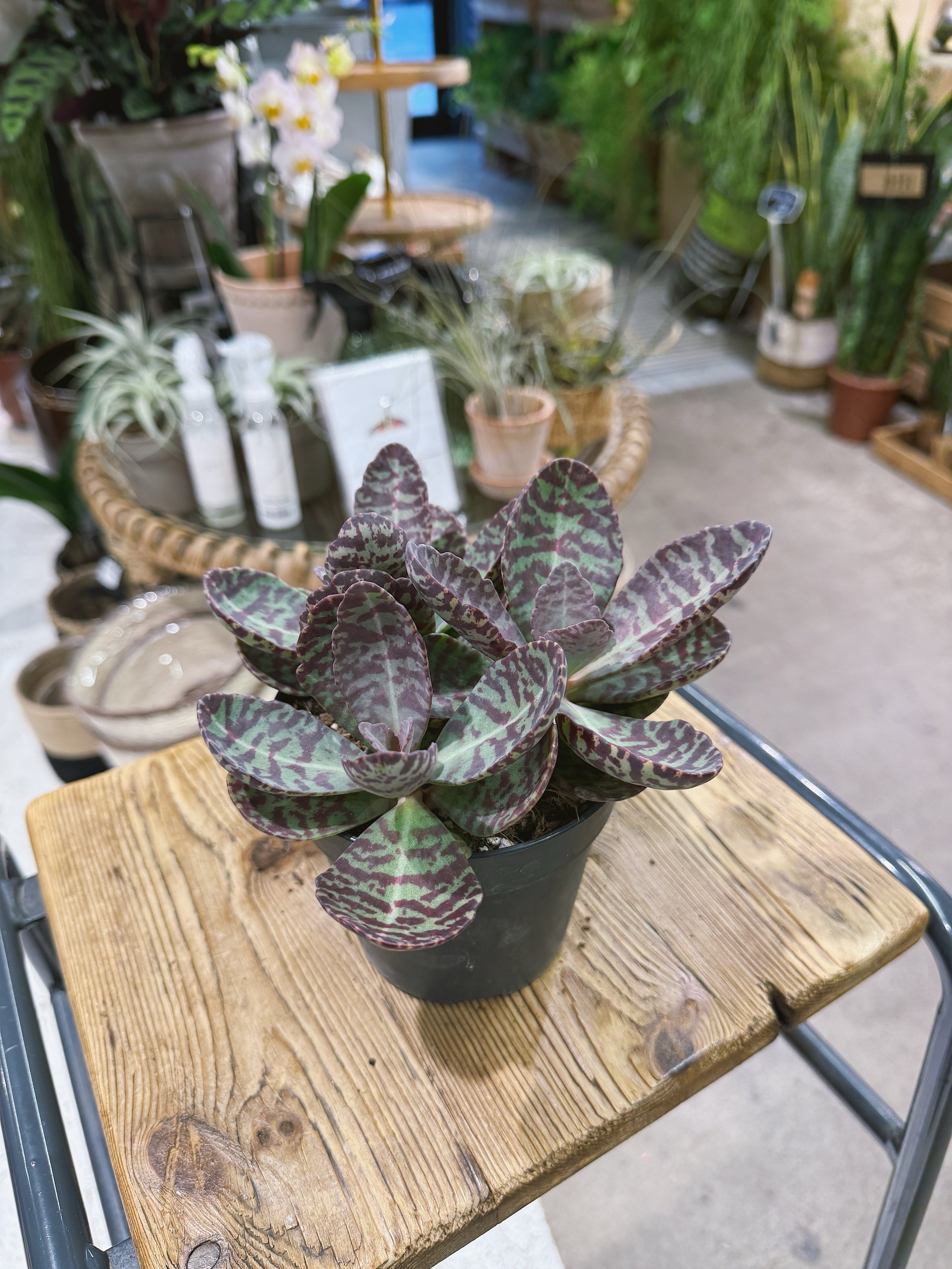 Kalanchoe Humilis | 'Marmo Rosa' striped succulent with plum markings