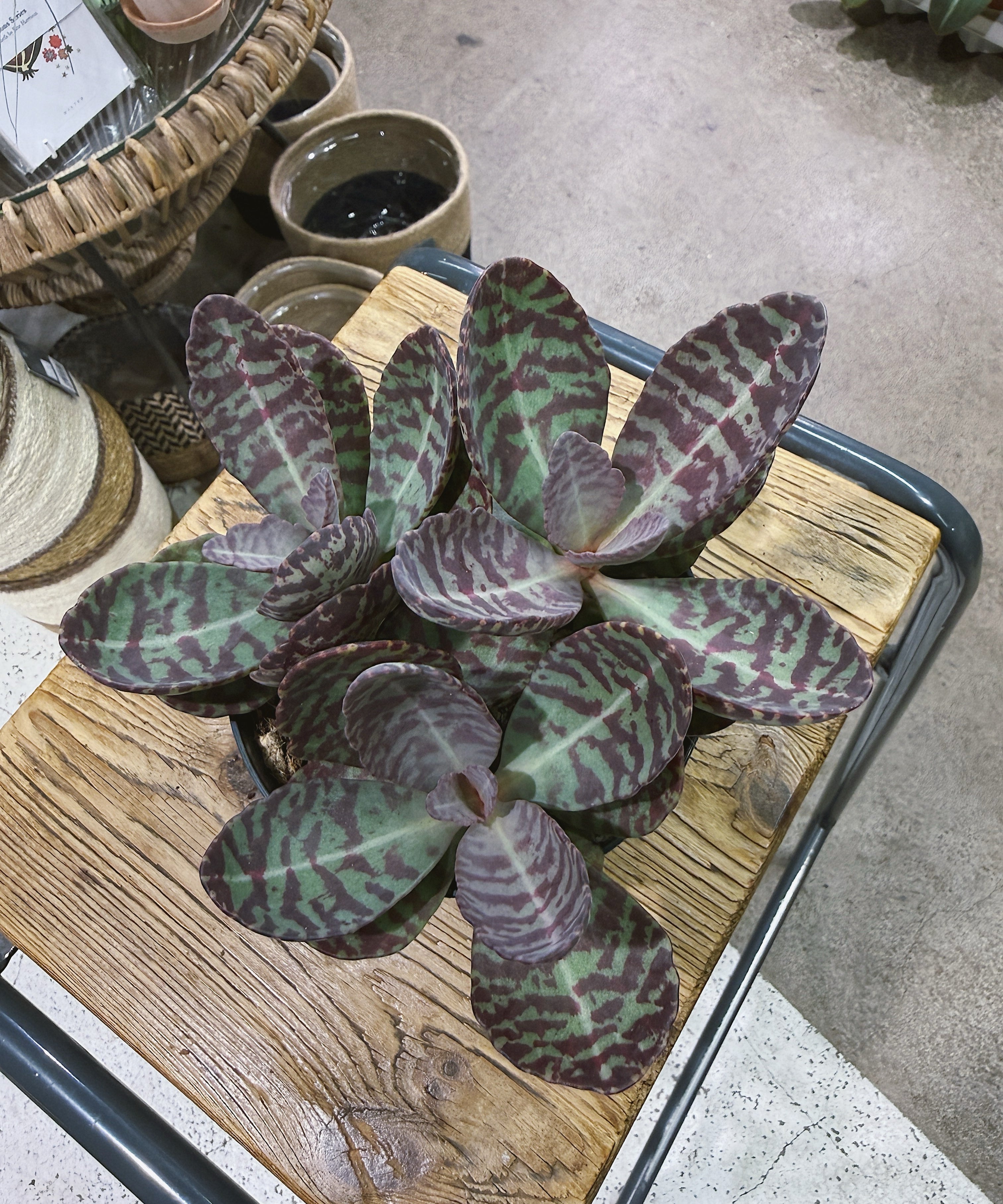 kalanchoemarimorosa2.jpg