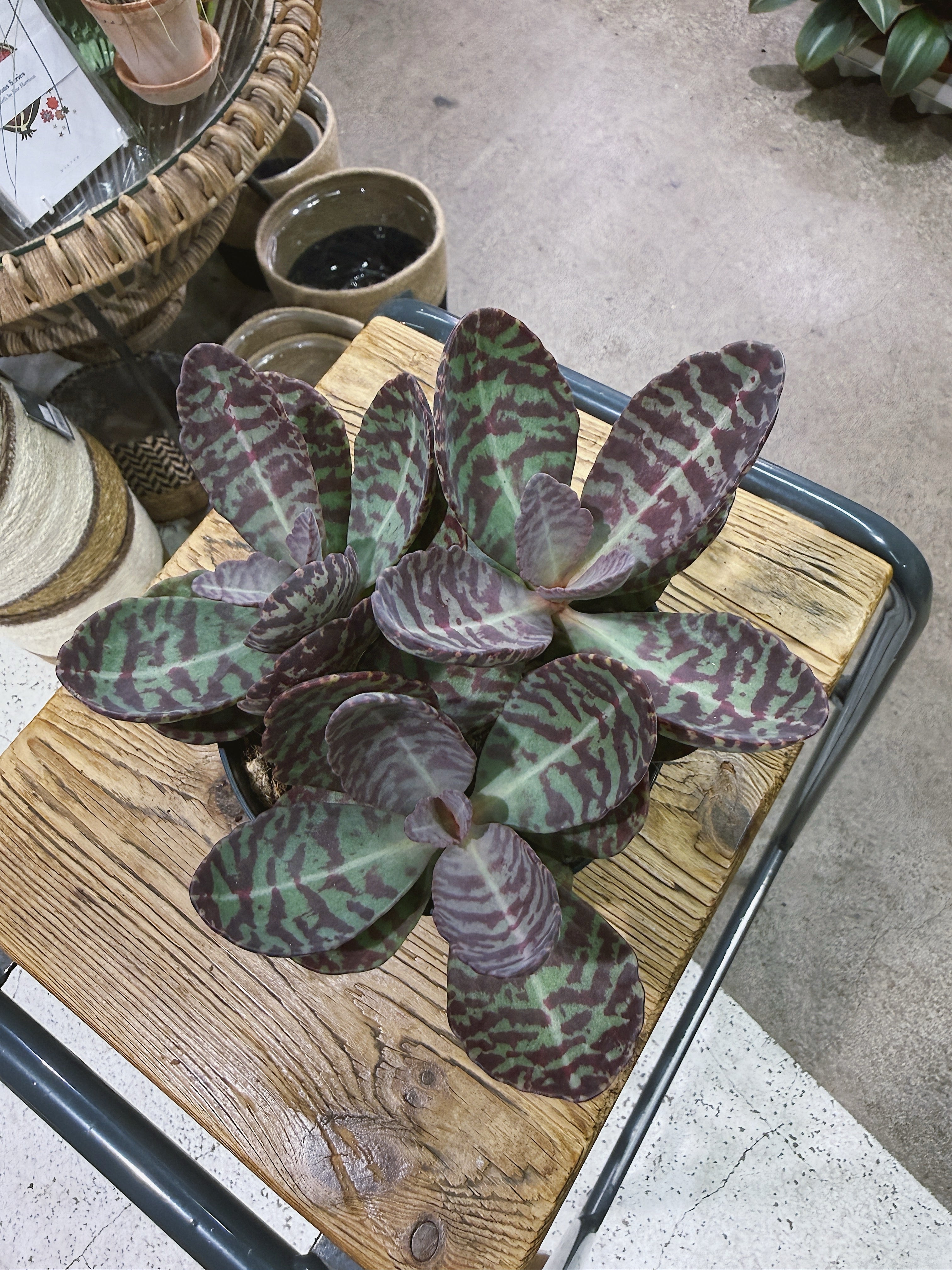 Kalanchoe Humilis | 'Marmo Rosa' striped succulent with plum markings