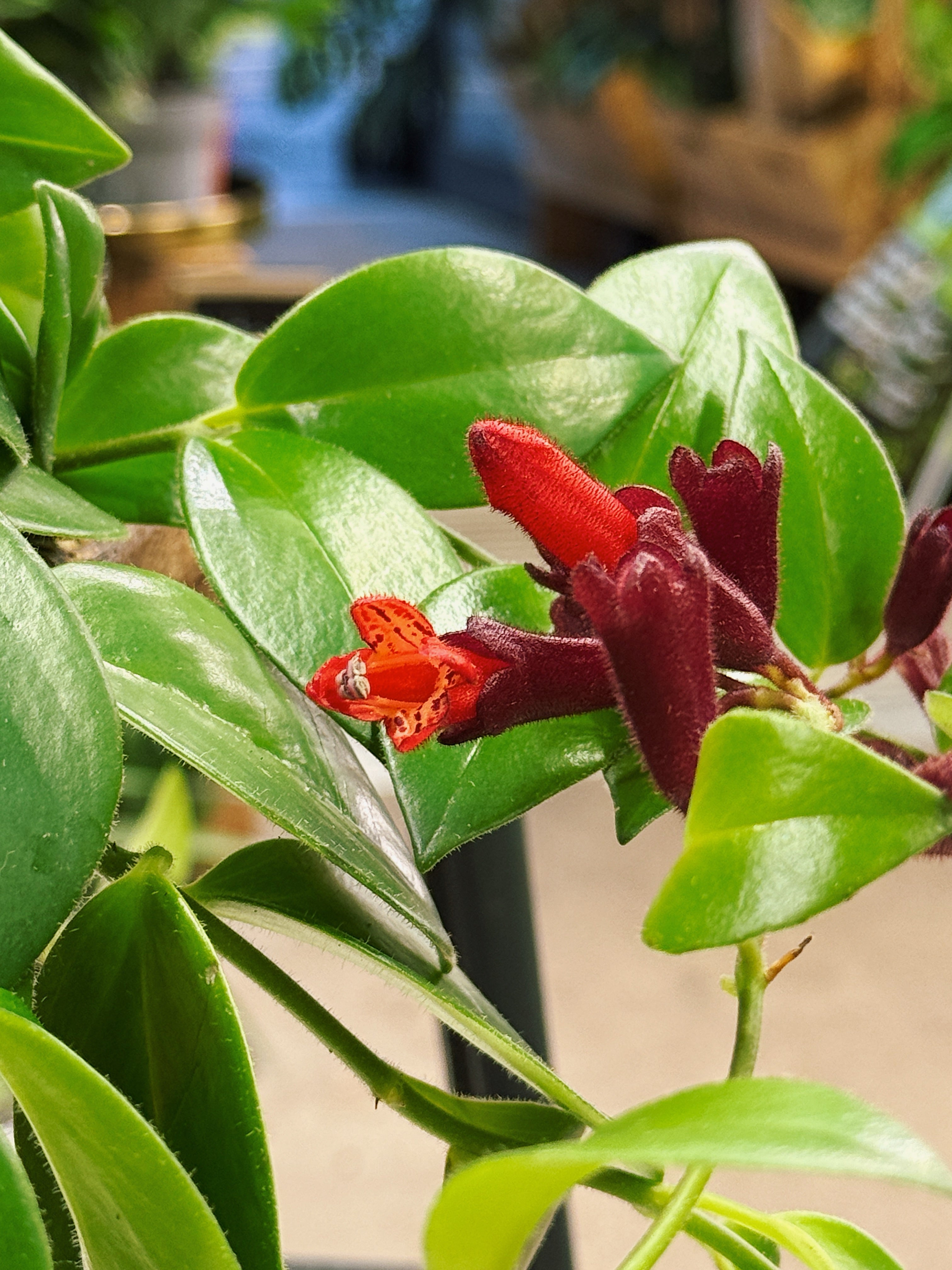 Lipstick Plant | Aeschynanthus 'Mona Lisa'