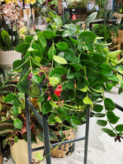 Lipstick Plant | Aeschynanthus 'Mona Lisa'