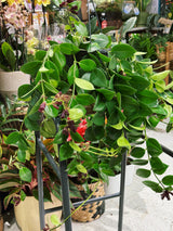 Aeschynanthus 'Mona Lisa' | Lipstick Plant