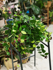 Lipstick Plant | Aeschynanthus 'Mona Lisa'