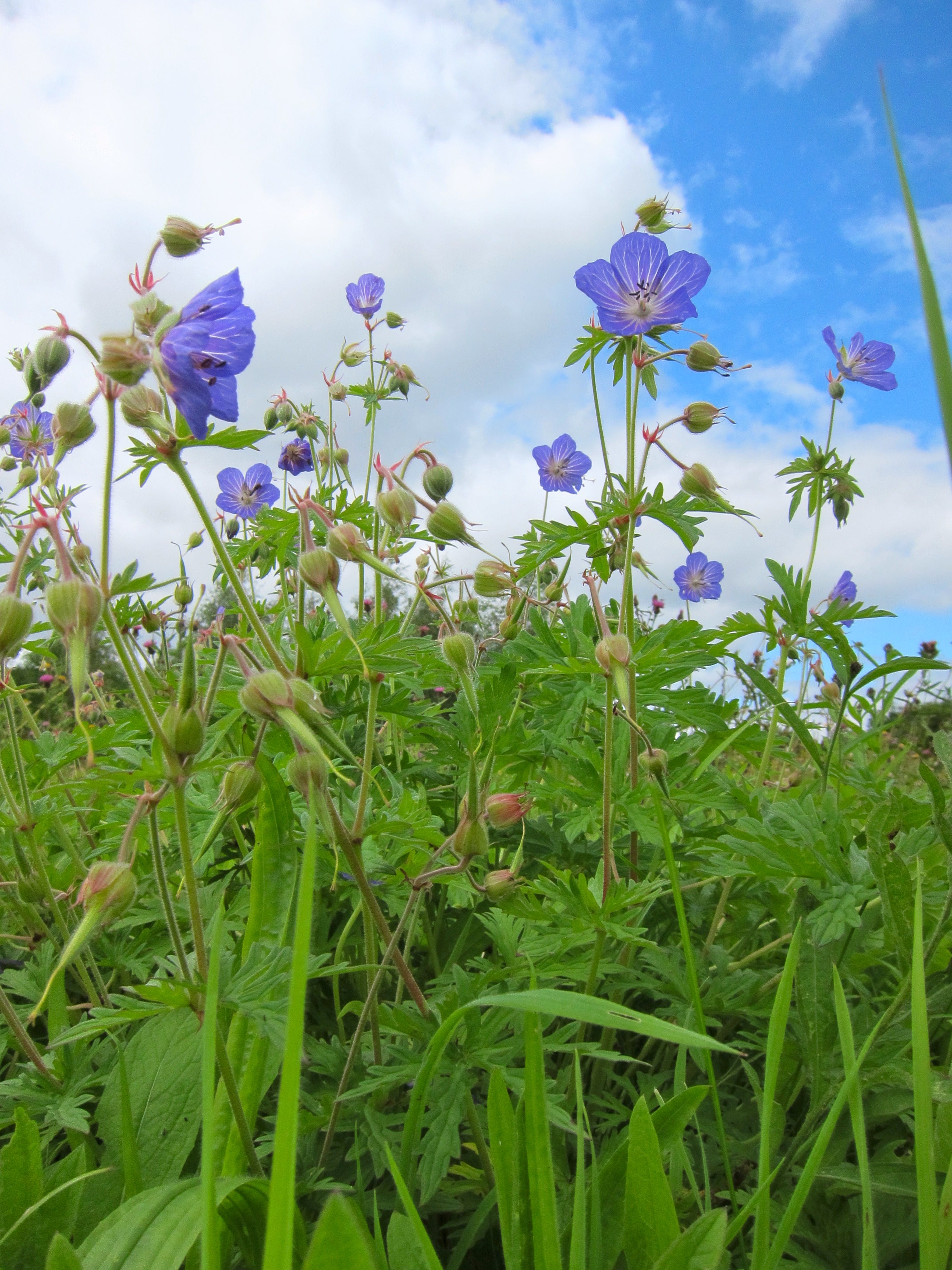 Sky Meadow Mix Seed Tin