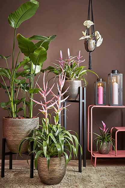XL Plant Stand in Black Metal