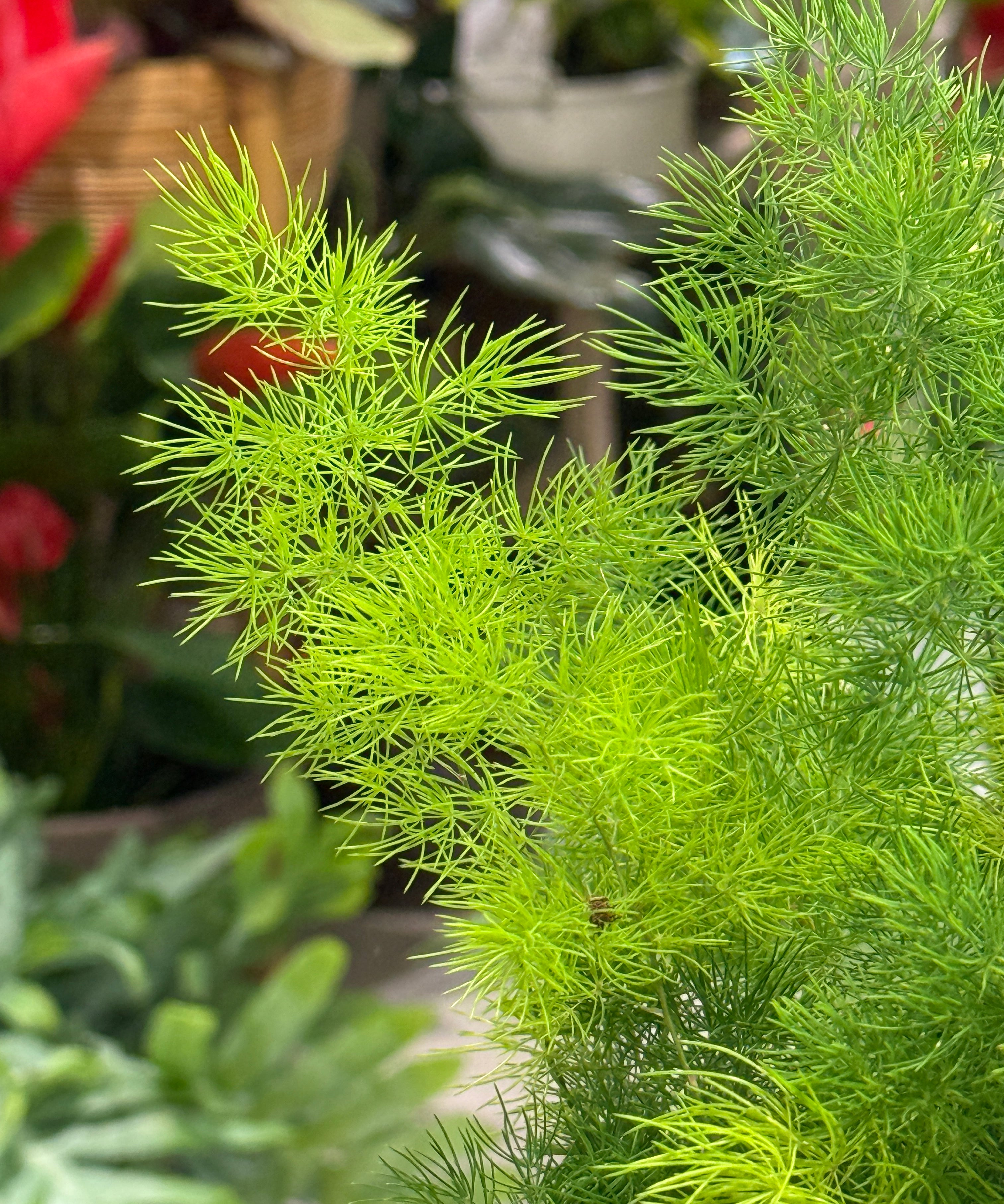 mingfern.jpg