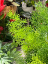 Ming Fern | Asparagus umbellatus 'Myriocladus' airy clouds of feathery green