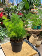 Ming Fern | Asparagus umbellatus 'Myriocladus' airy clouds of feathery green