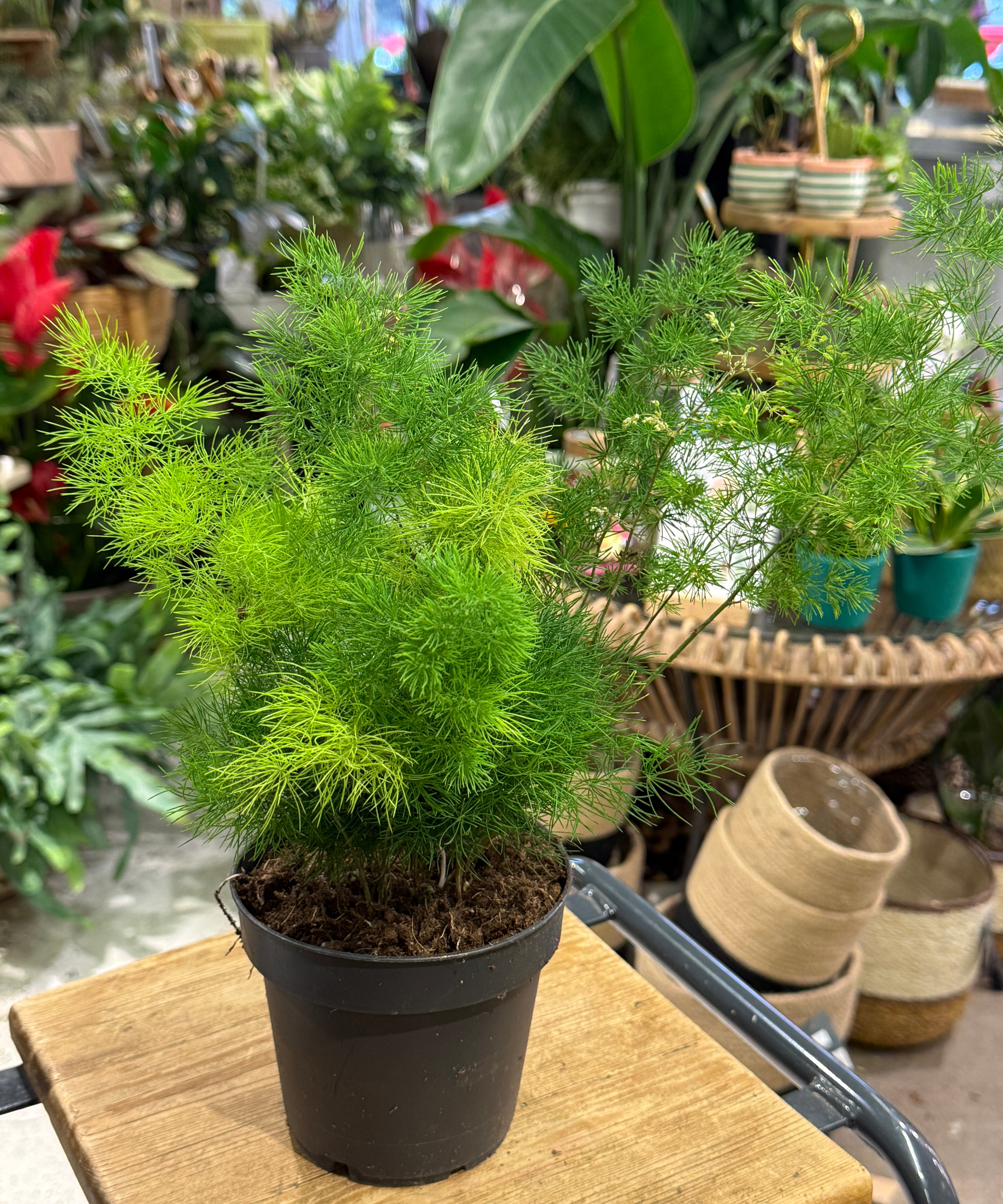 mingfern1.jpg