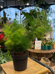 Ming Fern | Asparagus umbellatus 'Myriocladus' airy clouds of feathery green