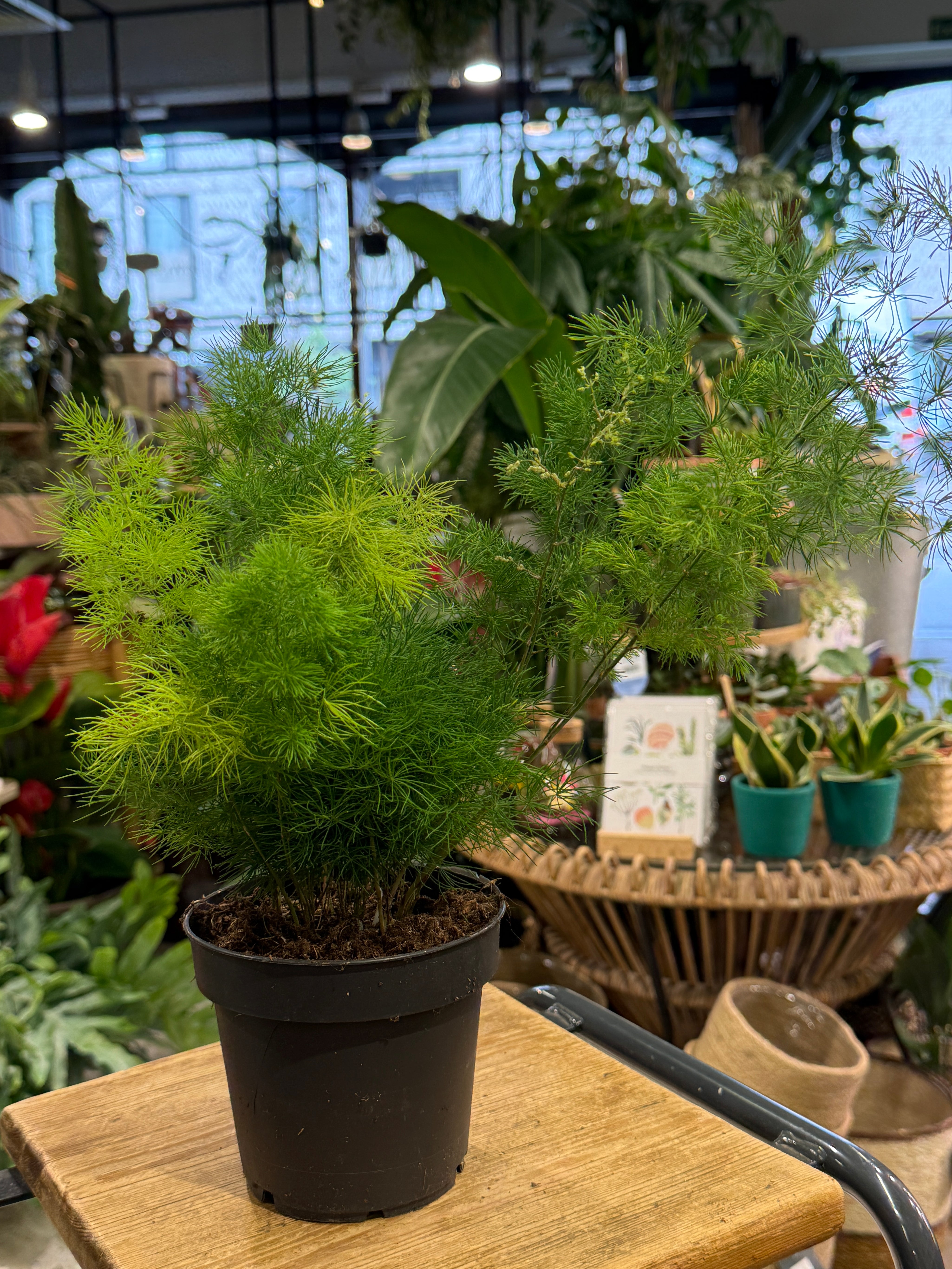 Ming Fern | Asparagus umbellatus 'Myriocladus' airy clouds of feathery green