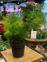 Ming Fern | Asparagus umbellatus 'Myriocladus' airy clouds of feathery green