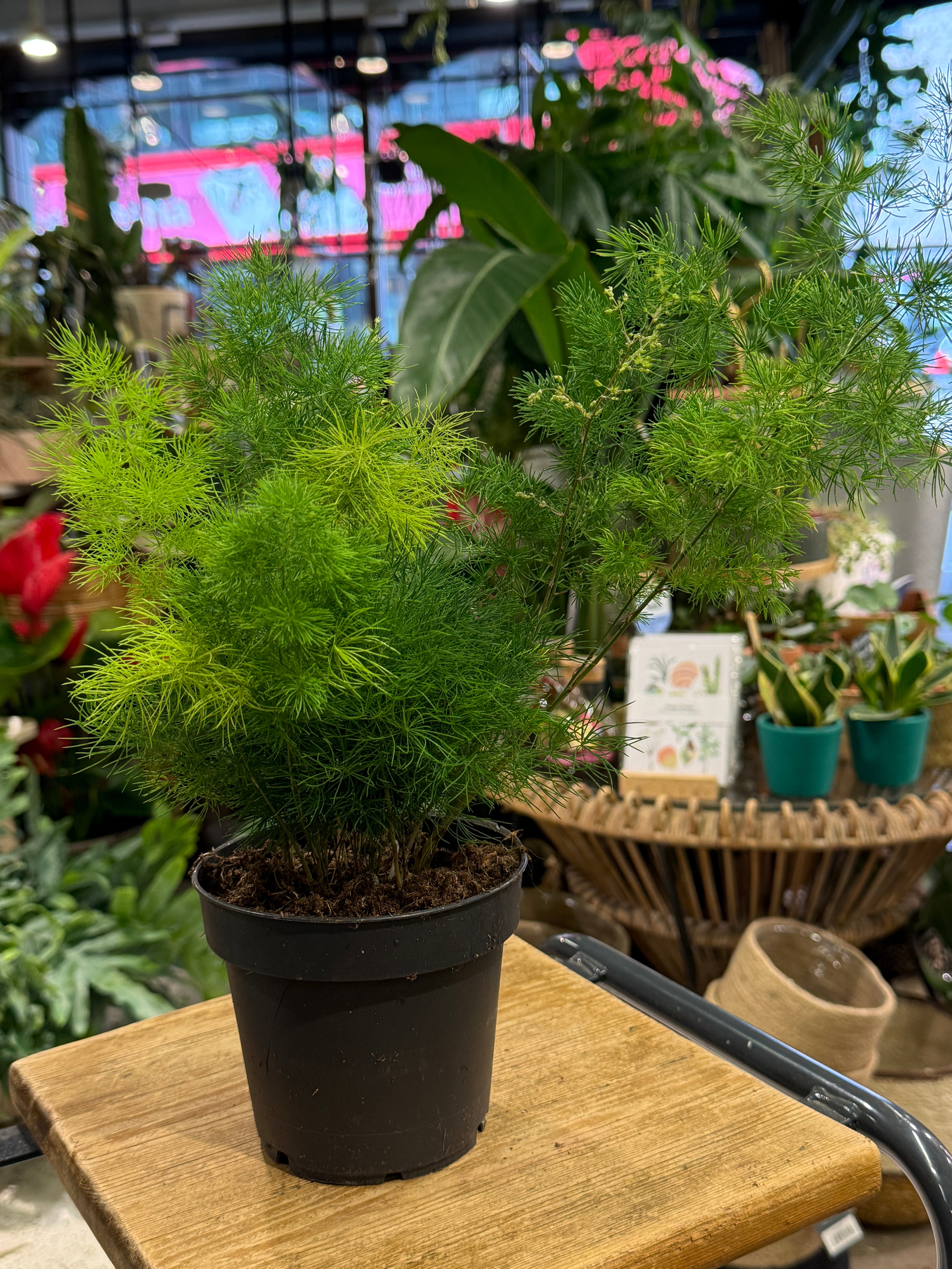 Ming Fern | Asparagus umbellatus 'Myriocladus' airy clouds of feathery green