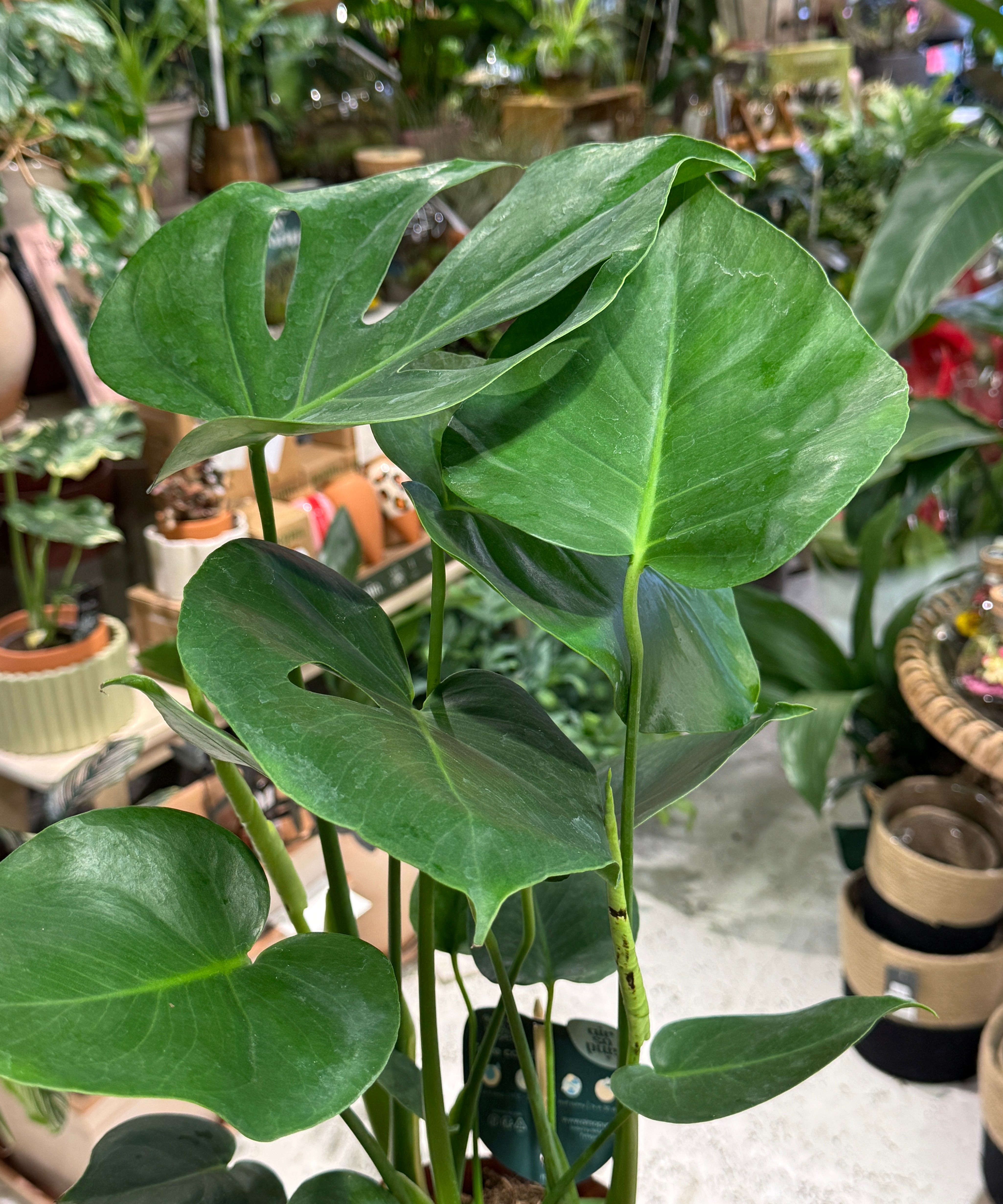 monstera.jpg