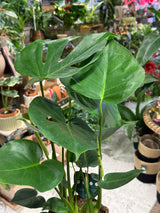 Swiss Cheese Plant | Monstera deliciosa the iconic split leaf climber