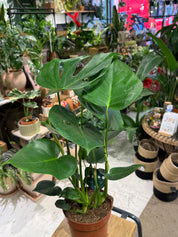Swiss Cheese Plant | Monstera deliciosa the iconic split leaf climber