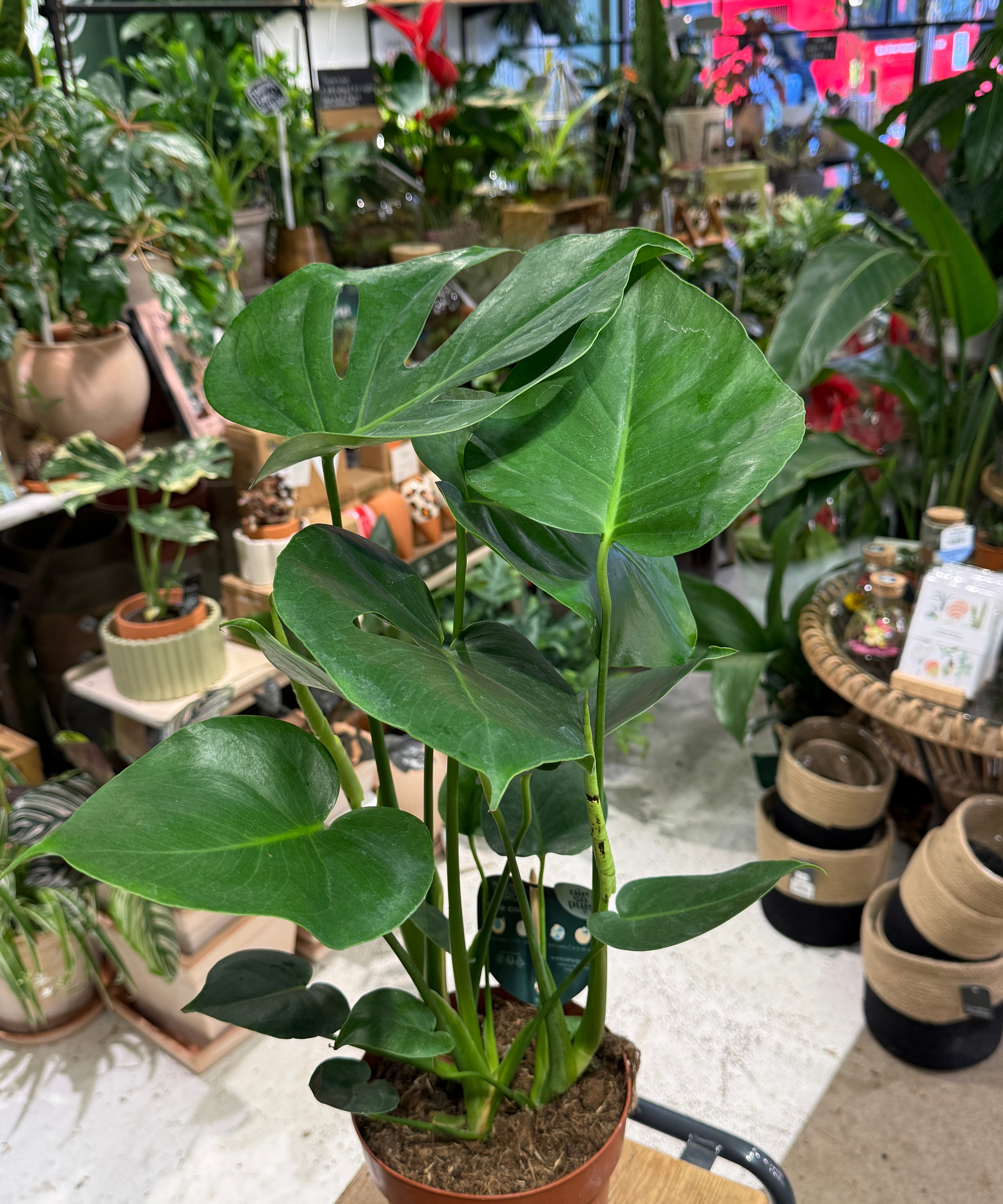 monstera1.jpg