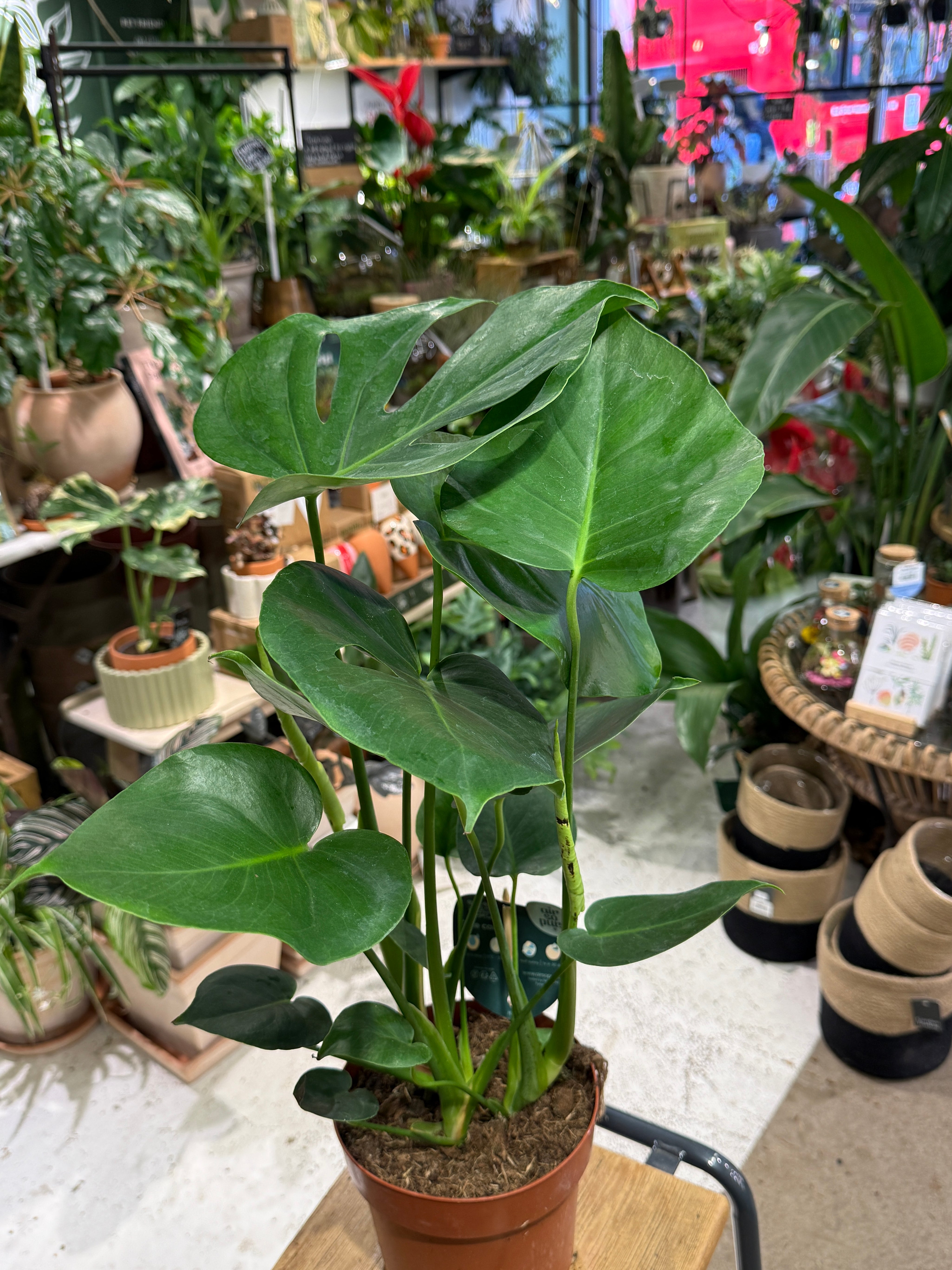 Swiss Cheese Plant | Monstera deliciosa the iconic split leaf climber