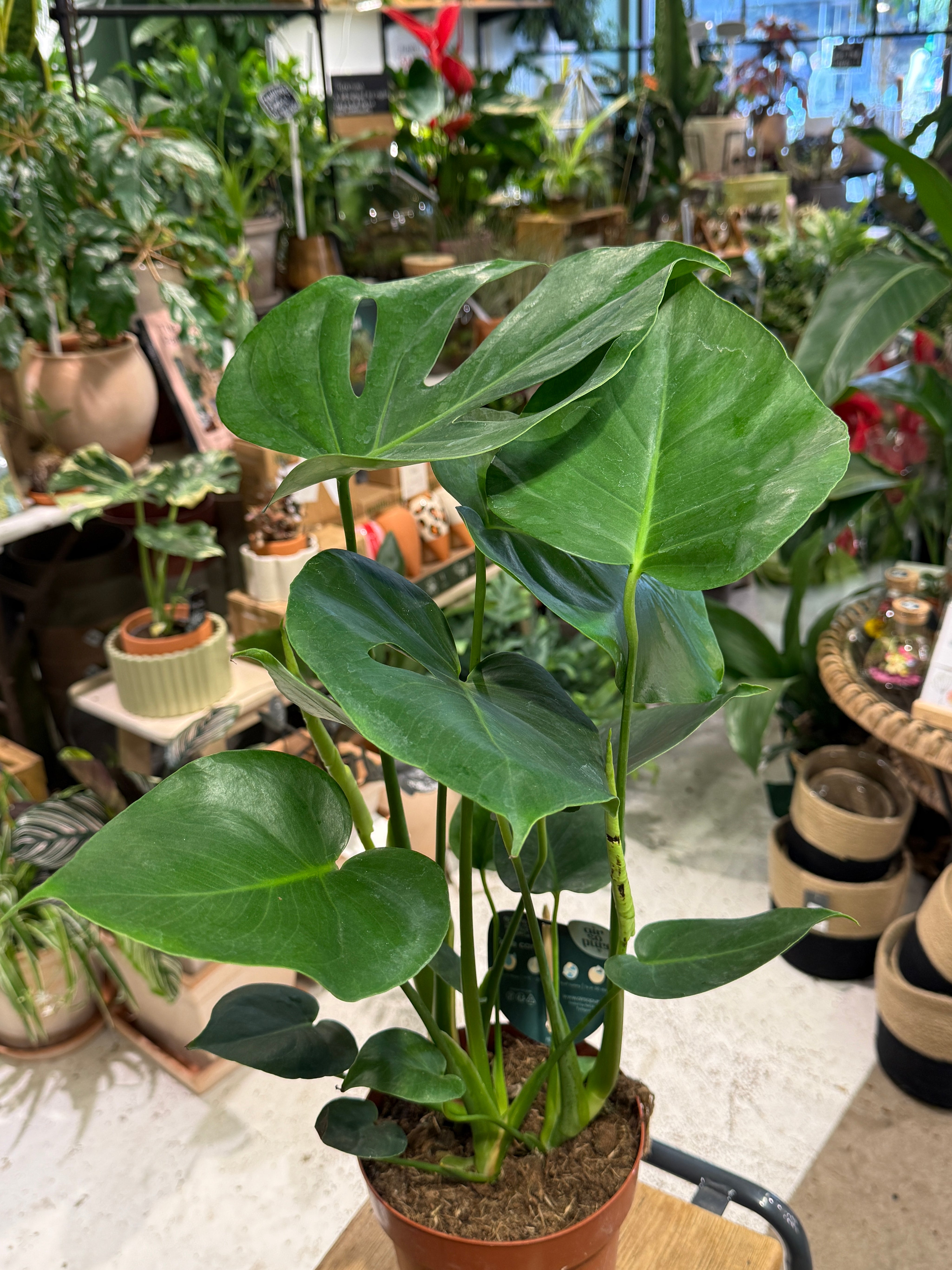 Swiss Cheese Plant | Monstera deliciosa the iconic split leaf climber