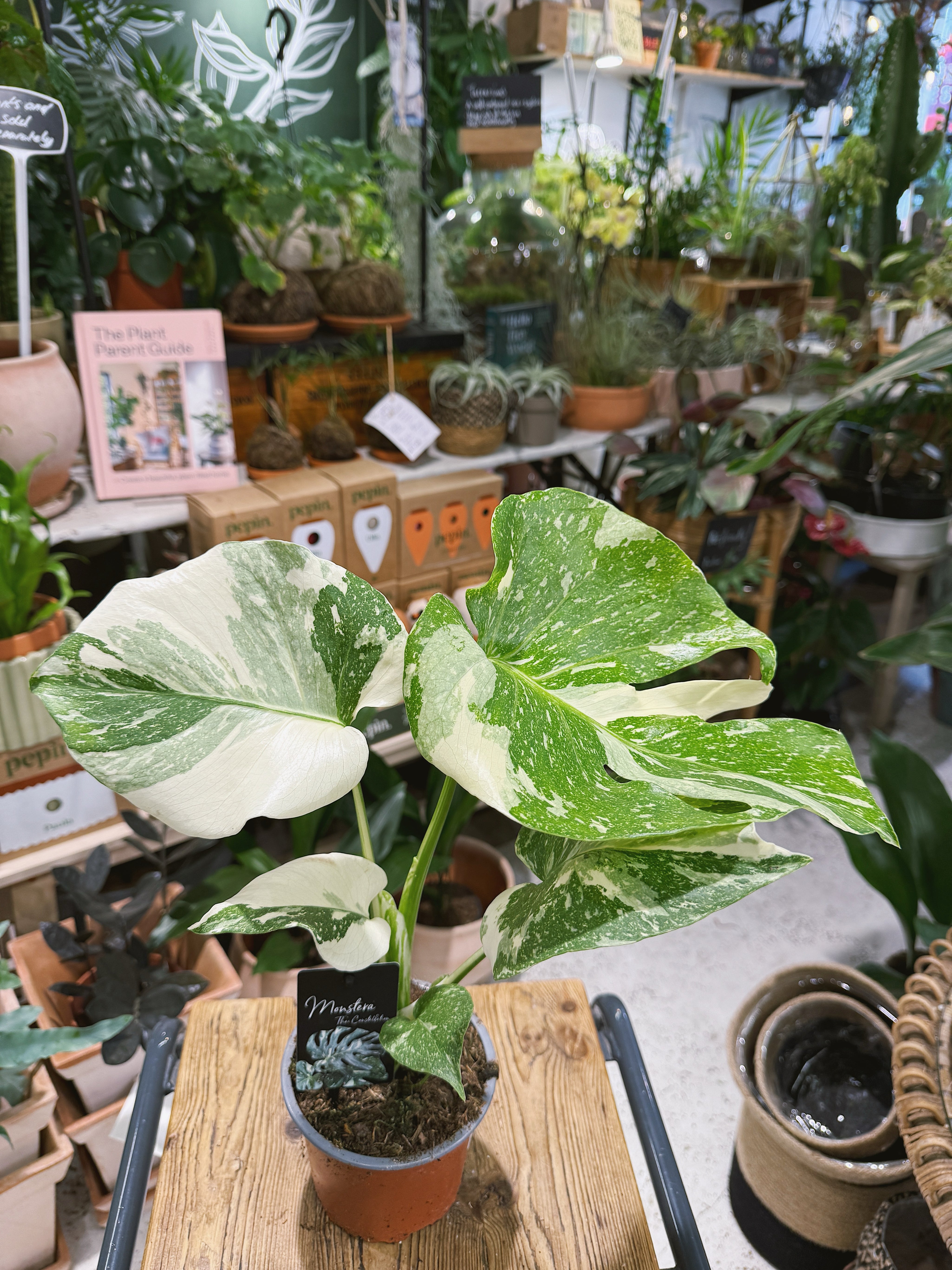 Thai Constellation | Monstera deliciosa 'Thai Constellation', a variegated jungle climber with starry leaves