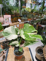 Thai Constellation | Monstera deliciosa 'Thai Constellation', a variegated jungle climber with starry leaves
