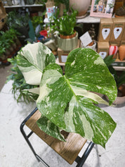 Thai Constellation | Monstera deliciosa 'Thai Constellation', a variegated jungle climber with starry leaves