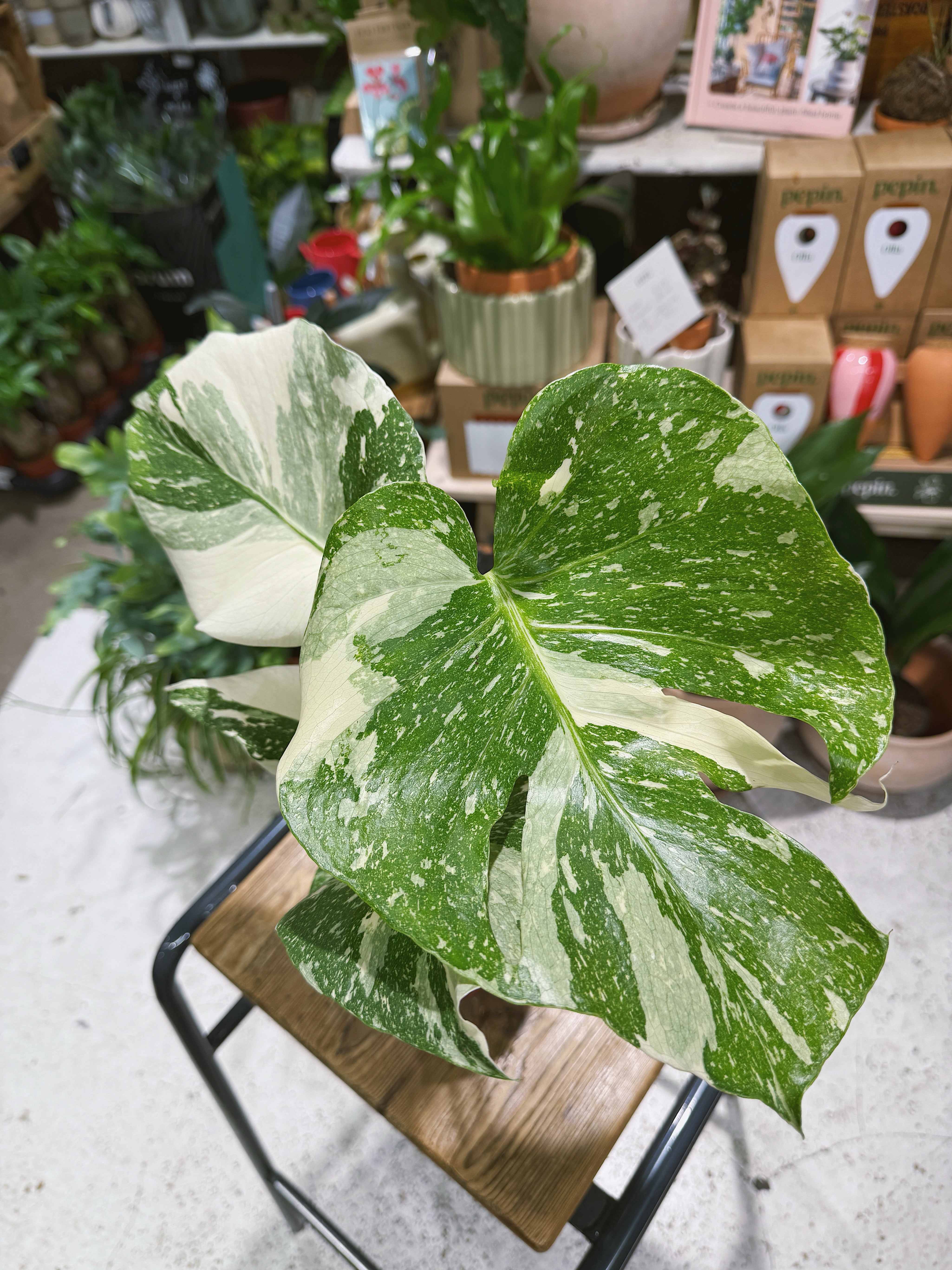 Thai Constellation | Monstera deliciosa 'Thai Constellation', a variegated jungle climber with starry leaves