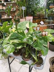 Thai Constellation | Monstera deliciosa 'Thai Constellation', a variegated jungle climber with starry leaves
