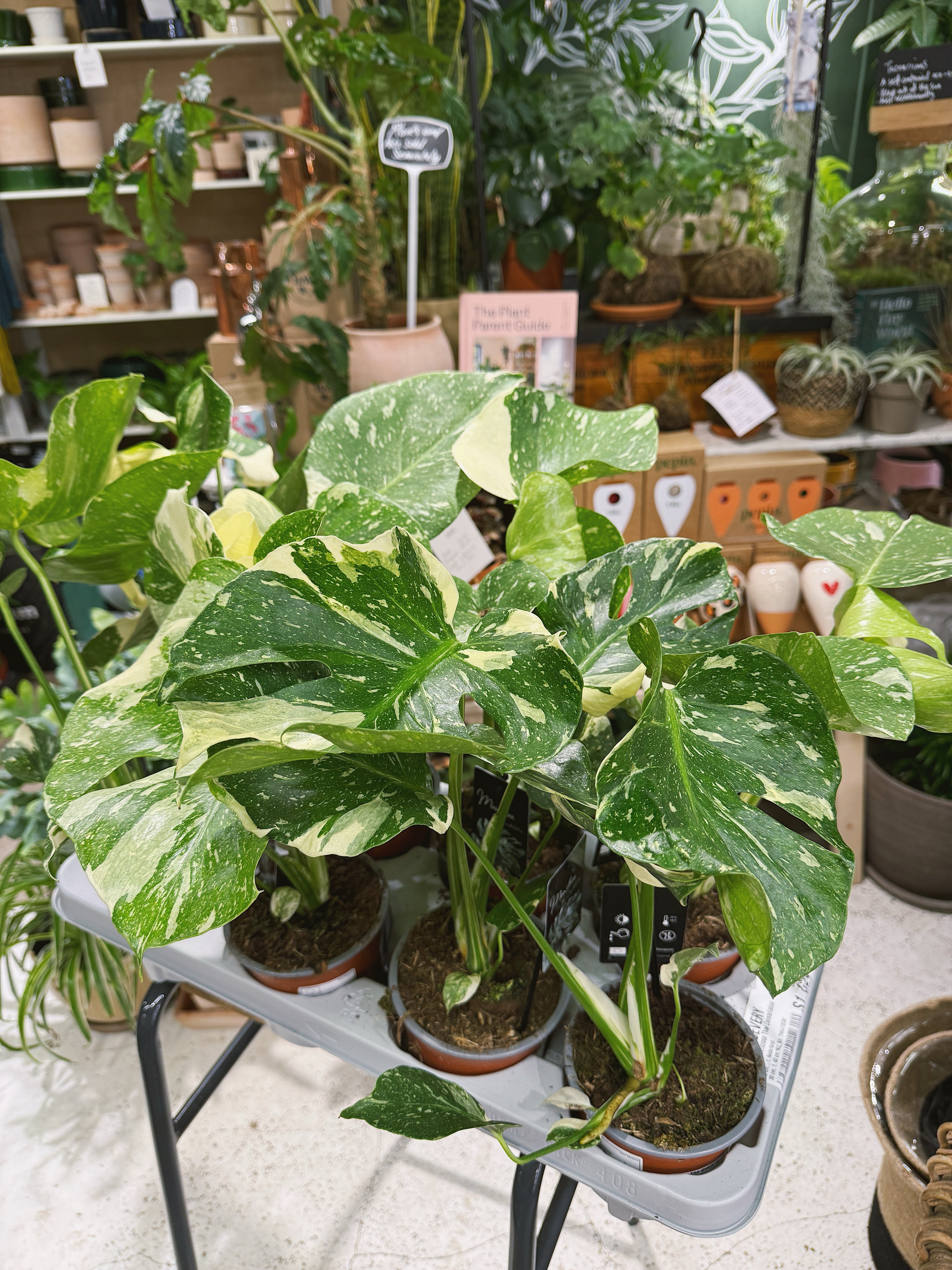 Thai Constellation | Monstera deliciosa 'Thai Constellation', a variegated jungle climber with starry leaves