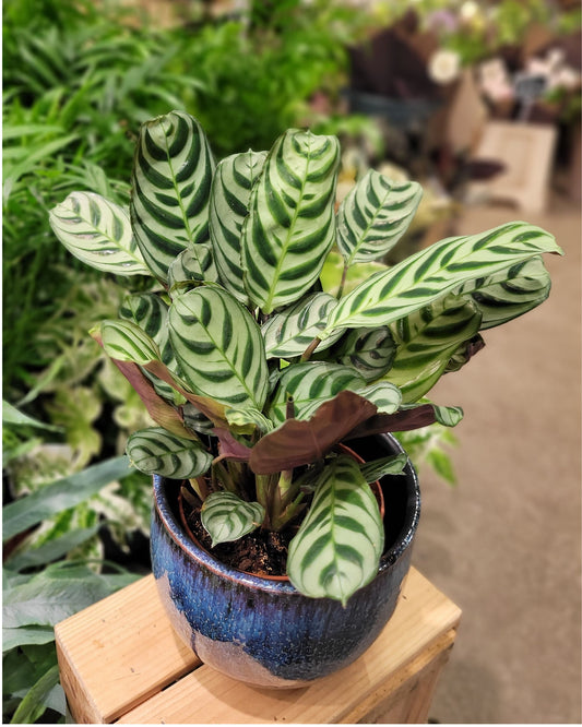 Ctenanthe Burle-Marxii | Never Never Plant
