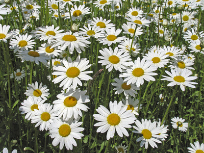 Shade Mix Seed Tin