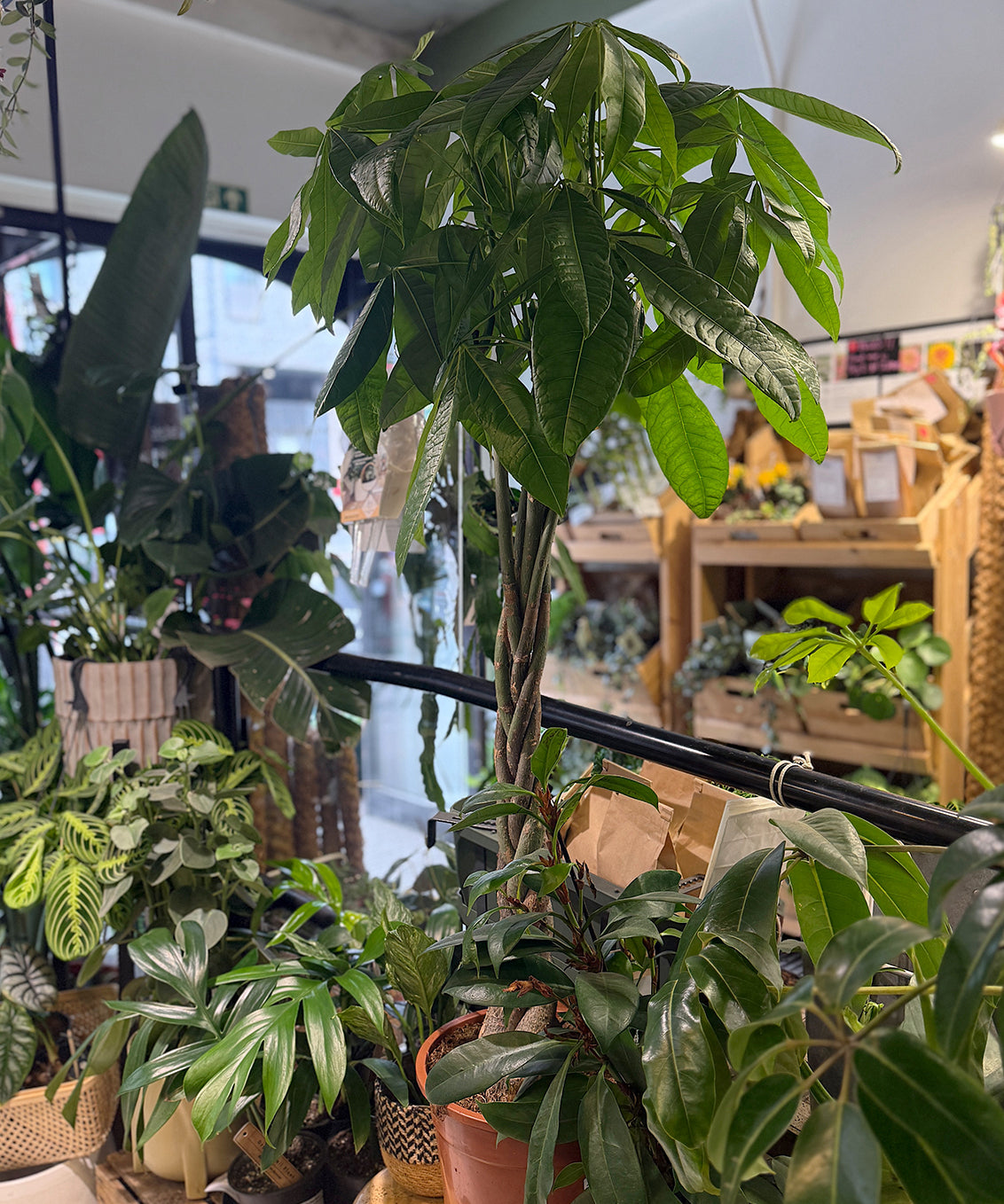 Money Tree or Pachira aquatica plant,braided tropical tree, pet friendly & lucky