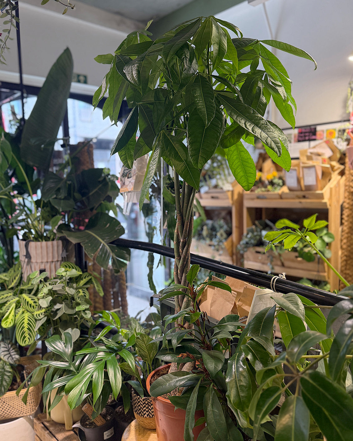 Money Tree | Pachira aquatica, braided tropical tree, pet friendly & lucky