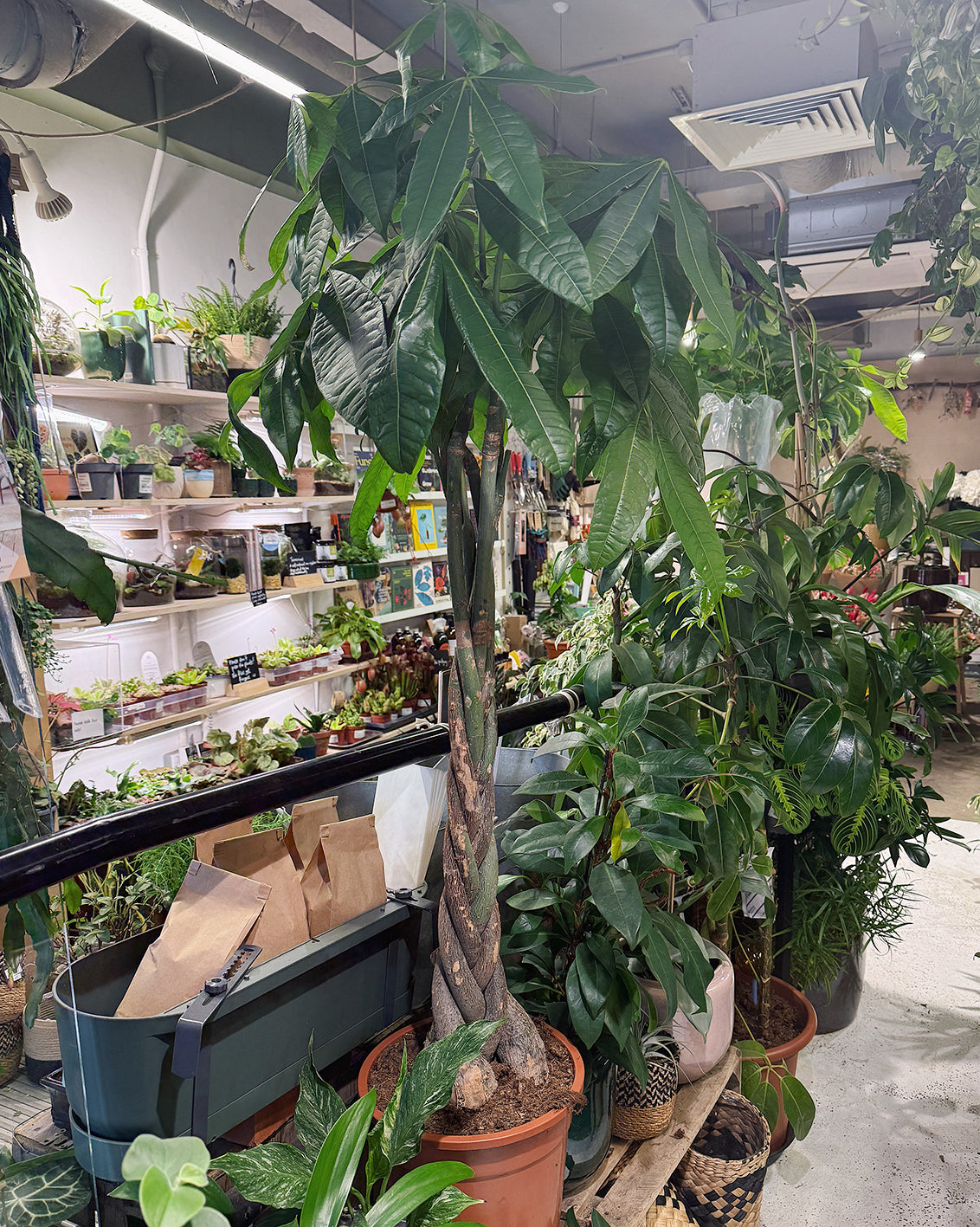 Money Tree | Pachira aquatica, braided tropical tree, pet friendly & lucky