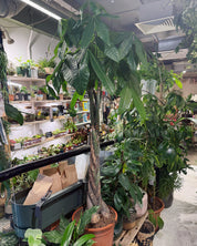 Money Tree | Pachira aquatica, braided tropical tree, pet friendly & lucky