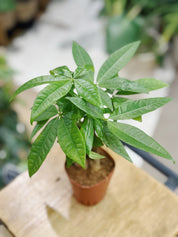 Money Tree (Trunk) | Pachira aquatica, tropical tree, pet friendly & lucky