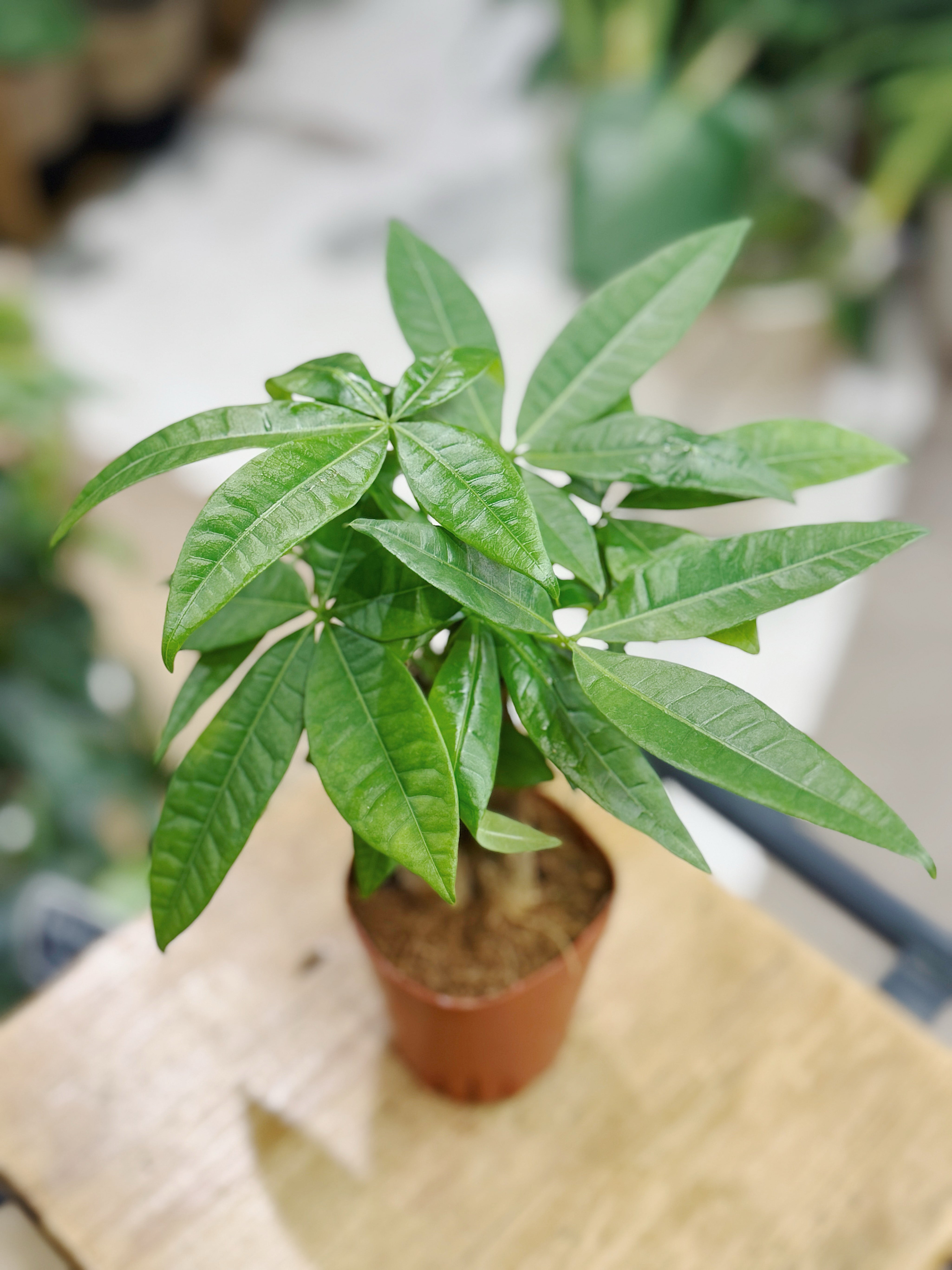 Money Tree (Trunk) | Pachira aquatica, tropical tree, pet friendly & lucky