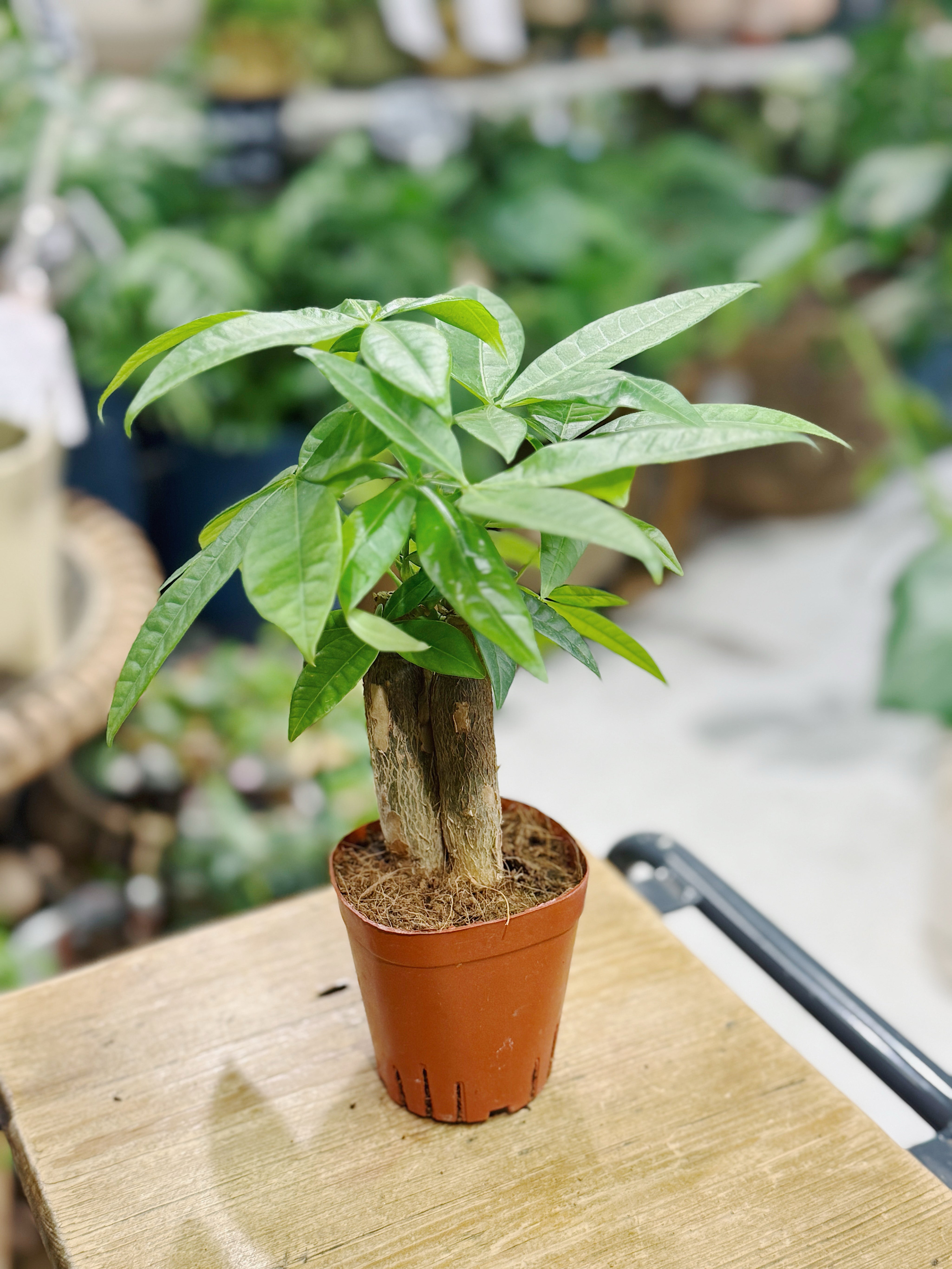 Money Tree (Trunk) | Pachira aquatica, tropical tree, pet friendly & lucky