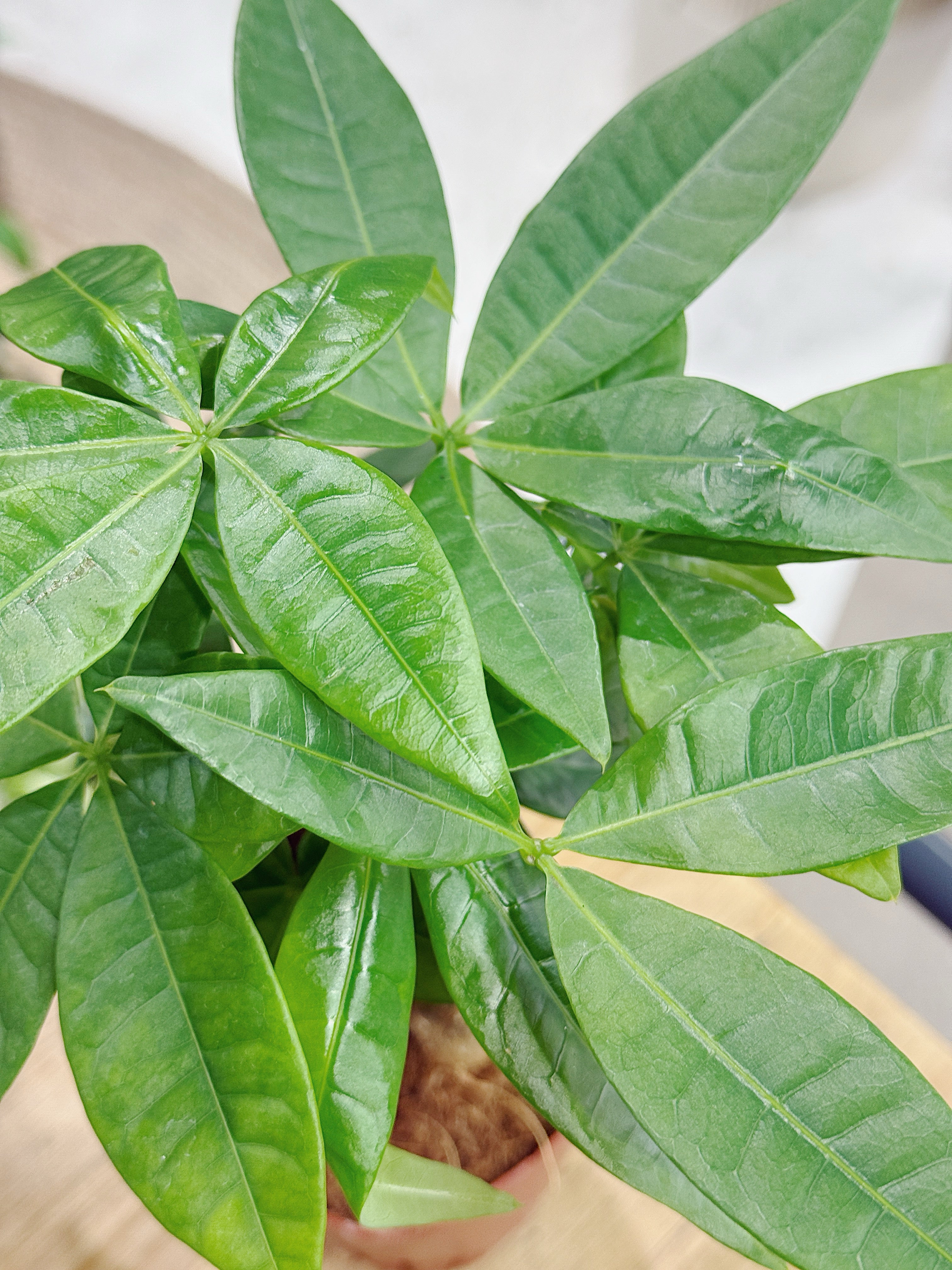 Money Tree (Trunk) | Pachira aquatica, tropical tree, pet friendly & lucky
