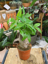 Money Tree (Trunk) | Pachira aquatica, tropical tree, pet friendly & lucky