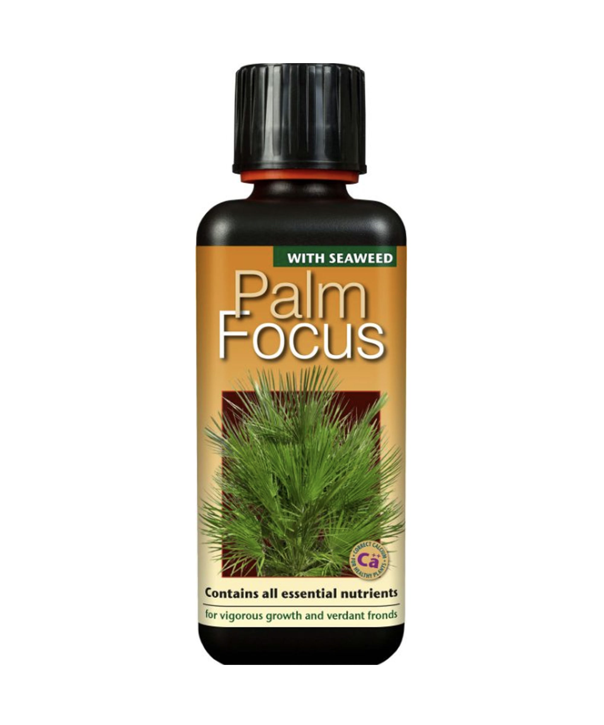 palm-focus2.jpg