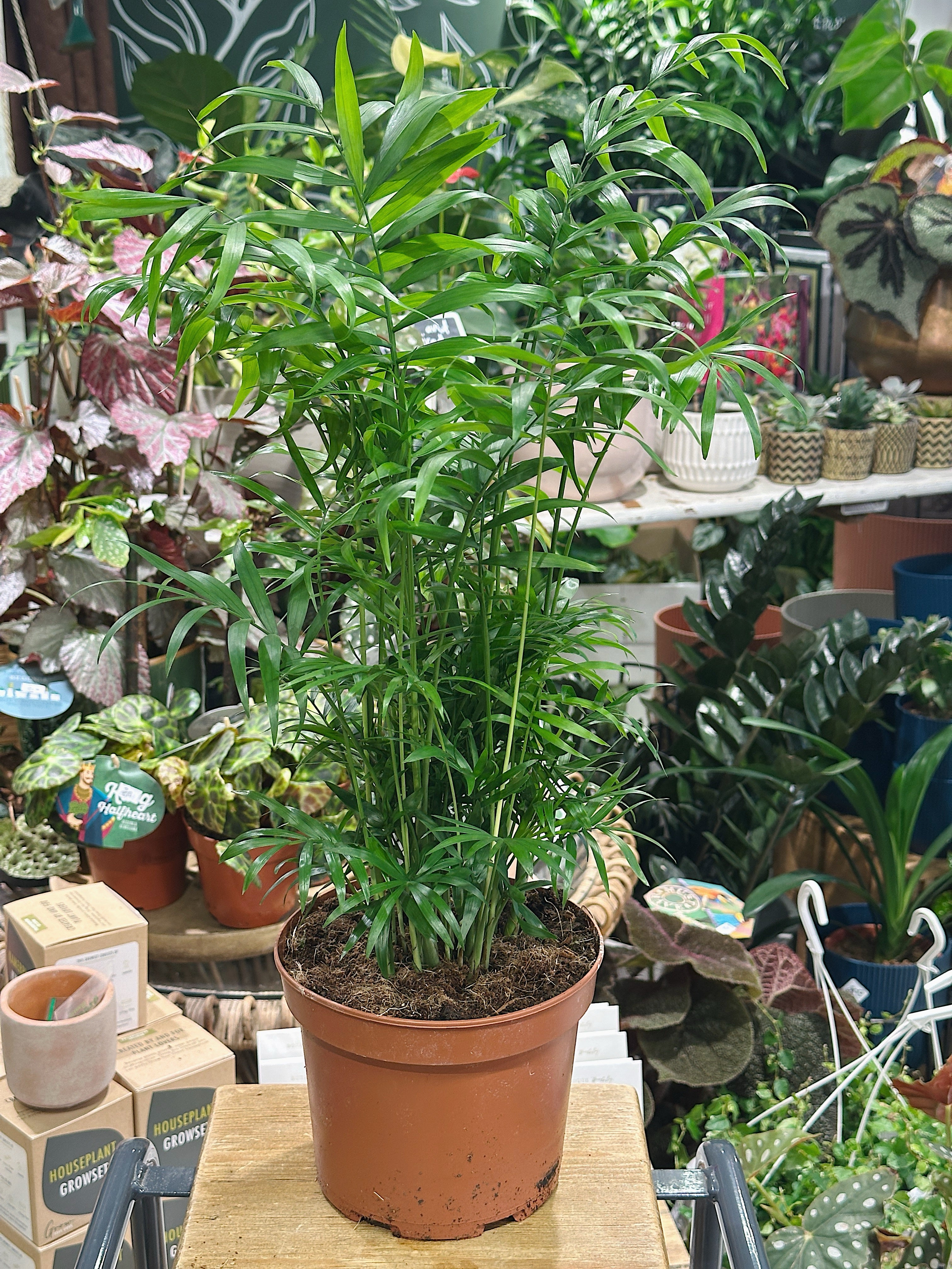 Chamaedorea Elegans | Parlour Palm