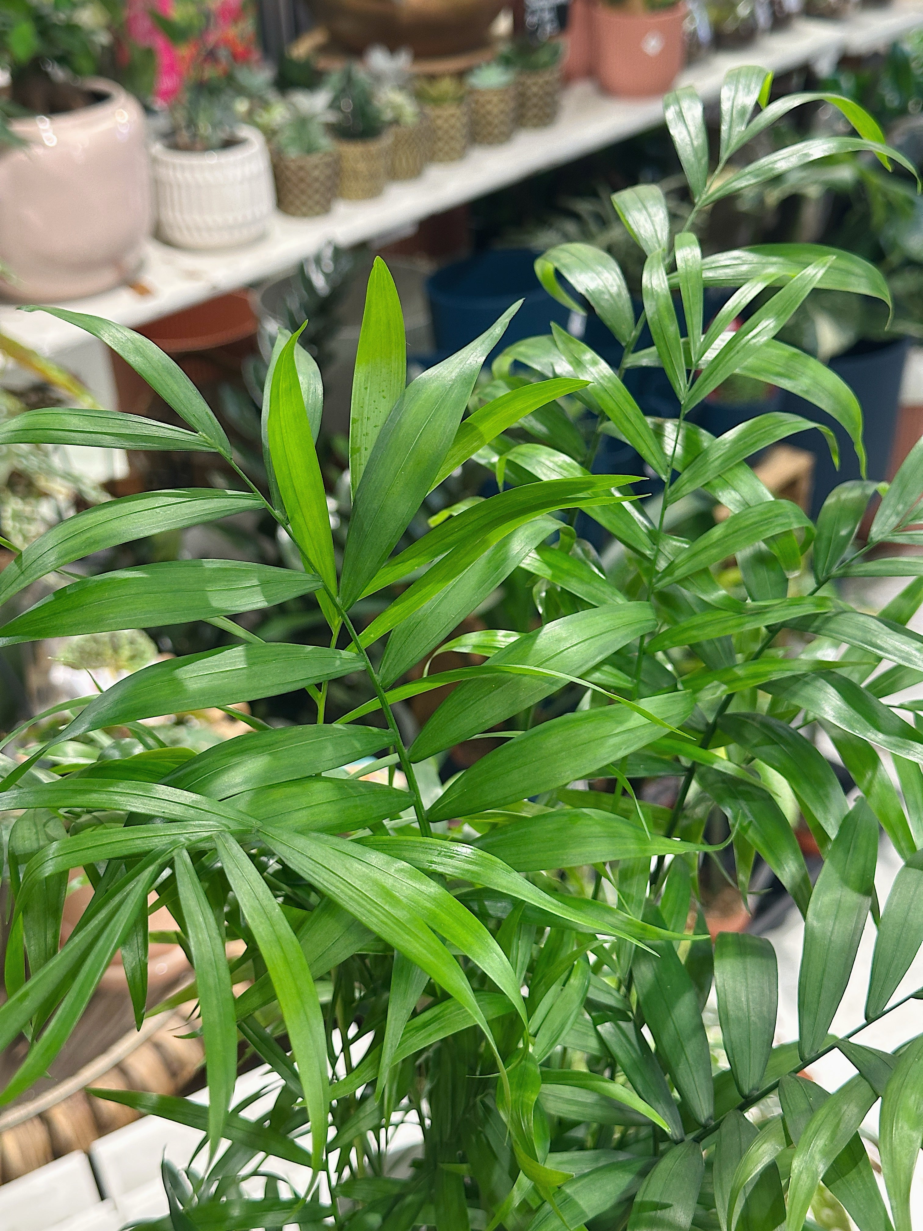 Chamaedorea Elegans | Parlour Palm